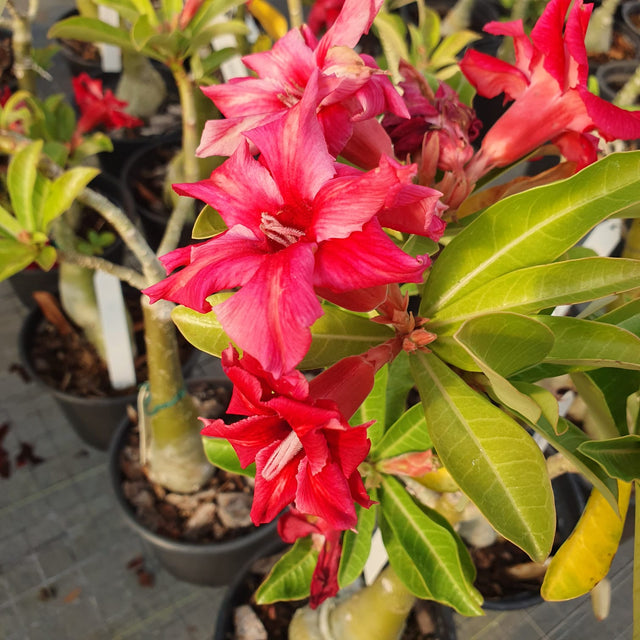 ROSA DO DESERTO ROMEO | DOBRADA - Apolonia Grade