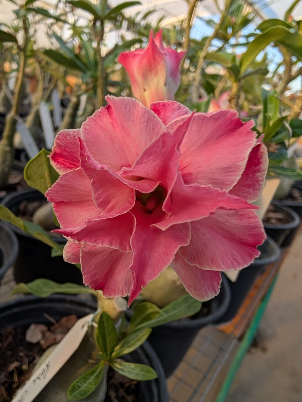 ROSA DO DESERTO ROSA CHÁ | MULTIPÉTALAS - Apolonia Grade