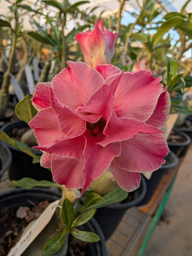 ROSA DO DESERTO ROSA CHÁ | MULTIPÉTALAS - Apolonia Grade