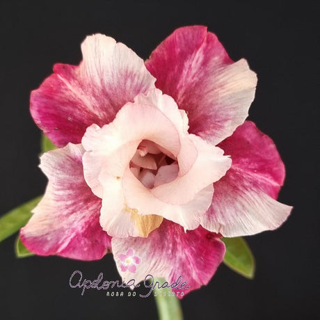 ROSA DO DESERTO SAFIRA ROSA | DOBRADA - Apolonia Grade