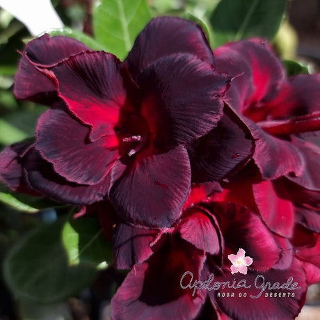 ROSA DO DESERTO SHOYU | DOBRADA - Apolonia Grade