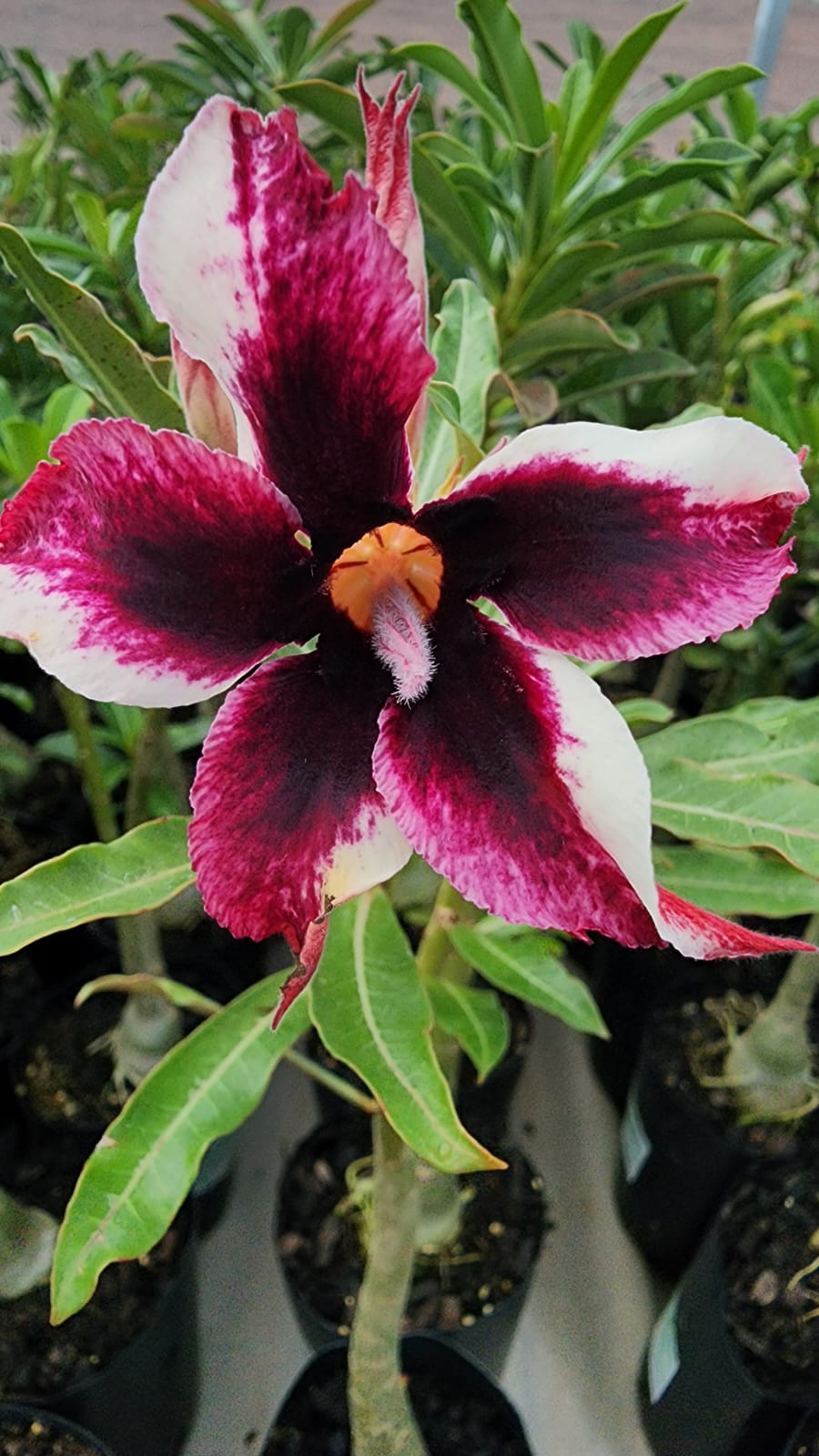 ROSA DO DESERTO SIRIUS BLACK | SINGELA - Apolonia Grade