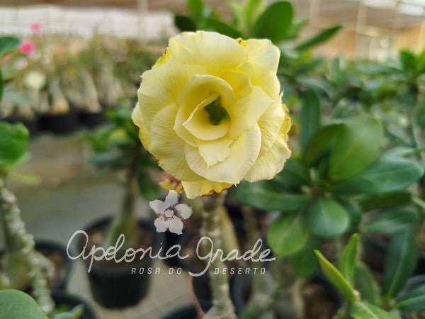 ROSA DO DESERTO SIRIUS - FILHA DE BRIDAL - Apolonia Grade