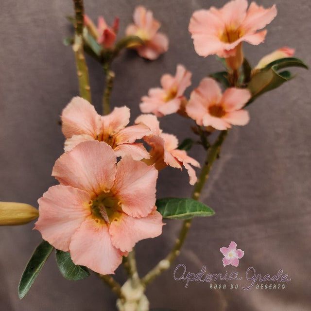 ROSA DO DESERTO SLEEPING BEAUTY| SINGELA - Apolonia Grade