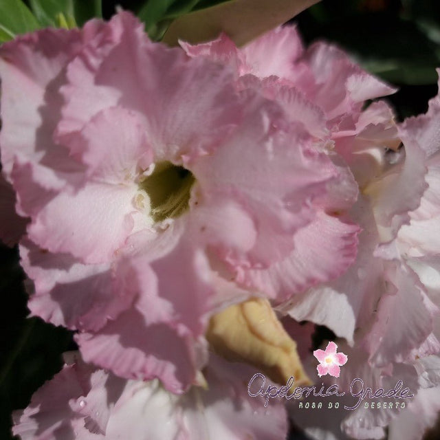 ROSA DO DESERTO SOFT ROSEE CINTILANTE | DOBRADA - Apolonia Grade