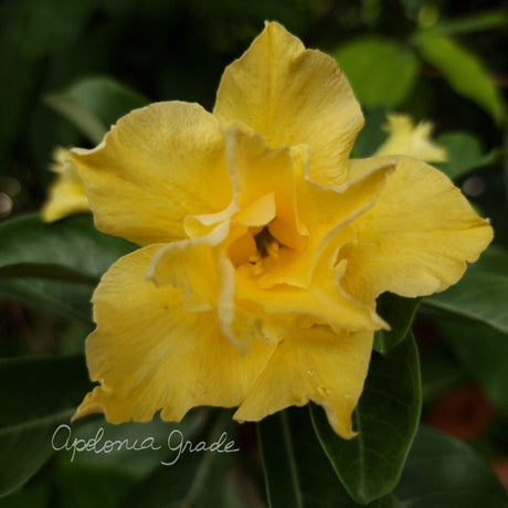 ROSA DO DESERTO SOFT YELLOW | DOBRADA - Apolonia Grade