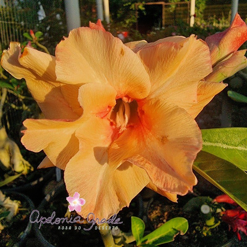 ROSA DO DESERTO SOL NASCENTE | DOBRADA - Apolonia Grade