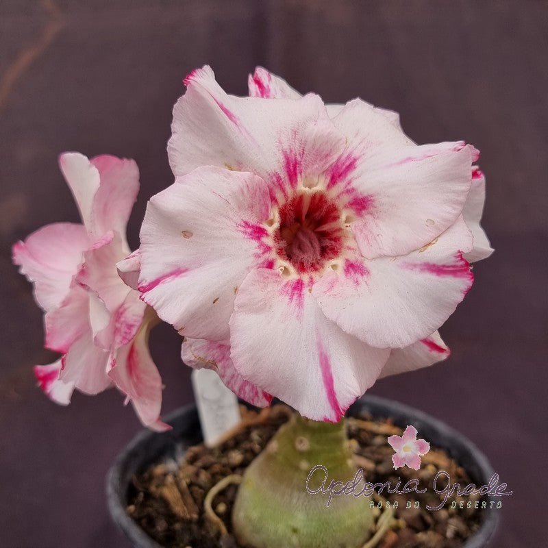 ROSA DO DESERTO SOLOMON| DOBRADA - Apolonia Grade