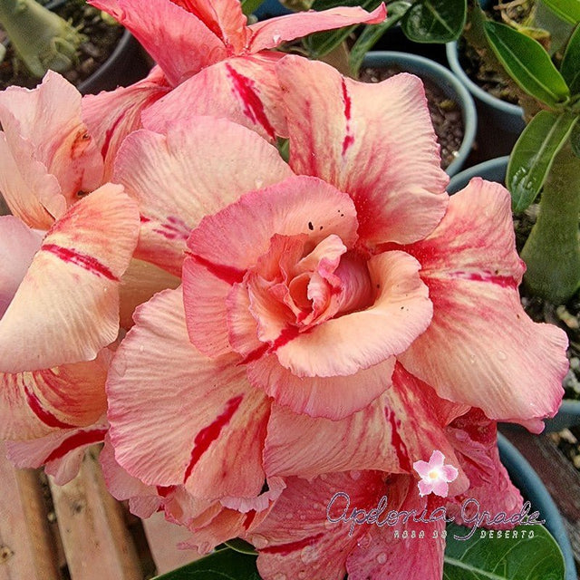 ROSA DO DESERTO SUNSET | DOBRADA - Apolonia Grade