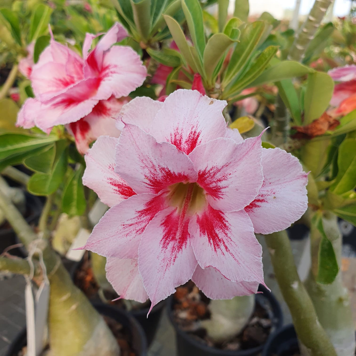 ROSA DO DESERTO SUPER DALILA | DOBRADA - Apolonia Grade