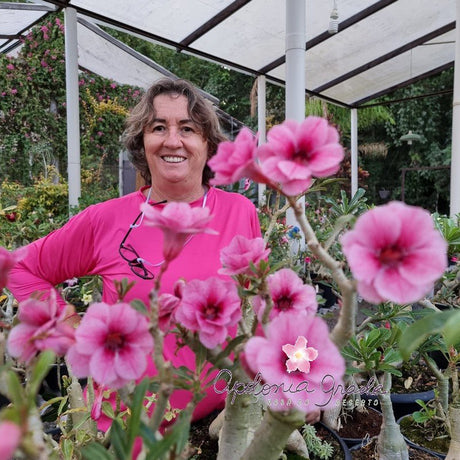 ROSA DO DESERTO SWALLOW | DOBRADA - Apolonia Grade