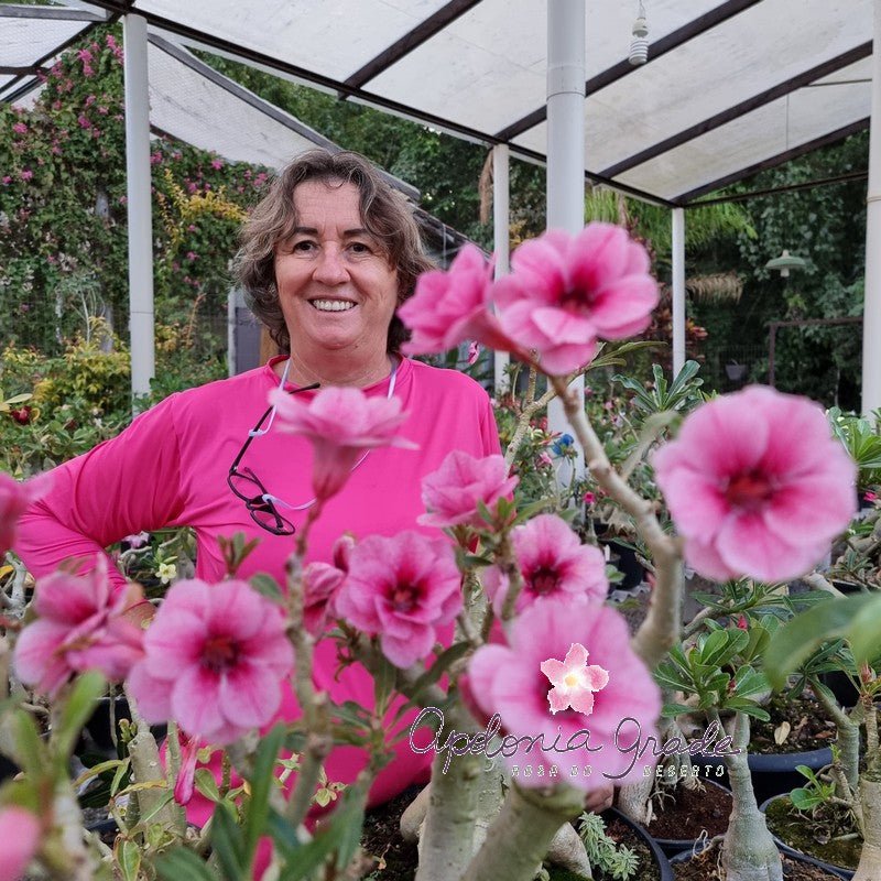 ROSA DO DESERTO SWALLOW | DOBRADA - Apolonia Grade