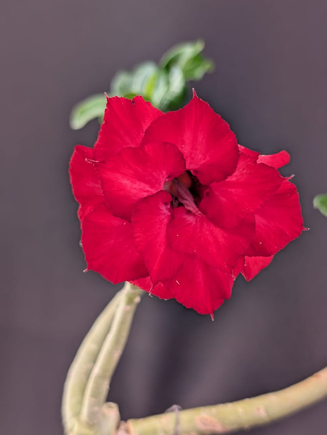 ROSA DO DESERTO TEODORA | DOBRADA - Apolonia Grade