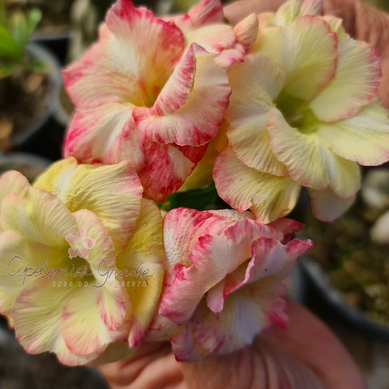 ROSA DO DESERTO THE FAIRY | DOBRADA - Apolonia Grade