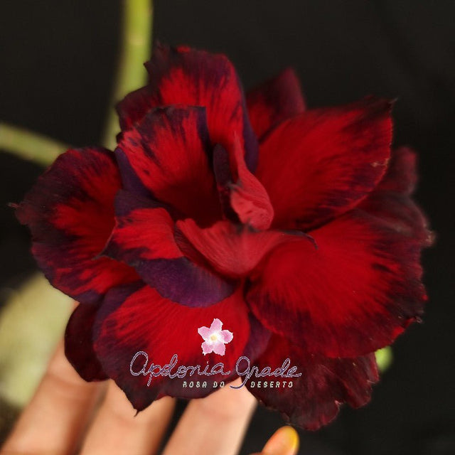 ROSA DO DESERTO TIE SANGUE | MULTIPÉTALAS - Apolonia Grade