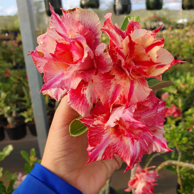 ROSA DO DESERTO TIGER | MULTIPÉTALAS - Apolonia Grade