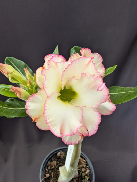 ROSA DO DESERTO TRIANE | MULTIPÉTALAS - Apolonia Grade