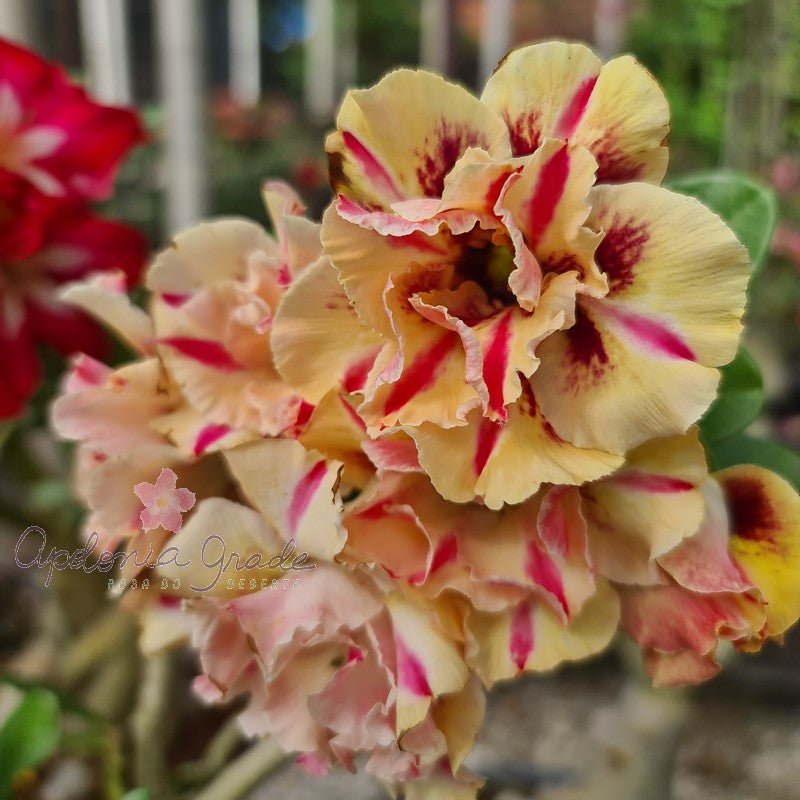 ROSA DO DESERTO TRIPLE WISH | MULTIPÉTALAS - Apolonia Grade