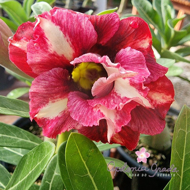 ROSA DO DESERTO TUTTI FRUTTI | DOBRADA - Apolonia Grade