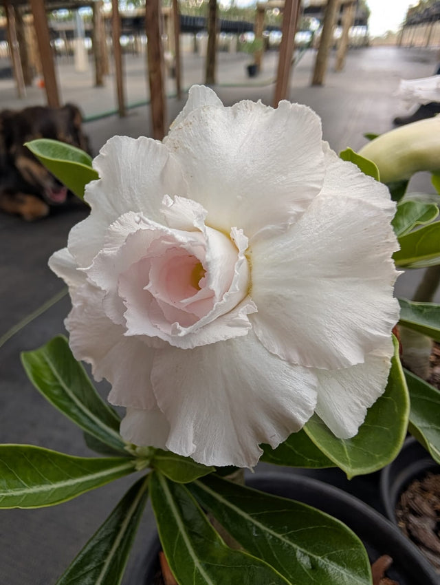 ROSA DO DESERTO UCAYALI | MULTIPÉTALAS - Apolonia Grade