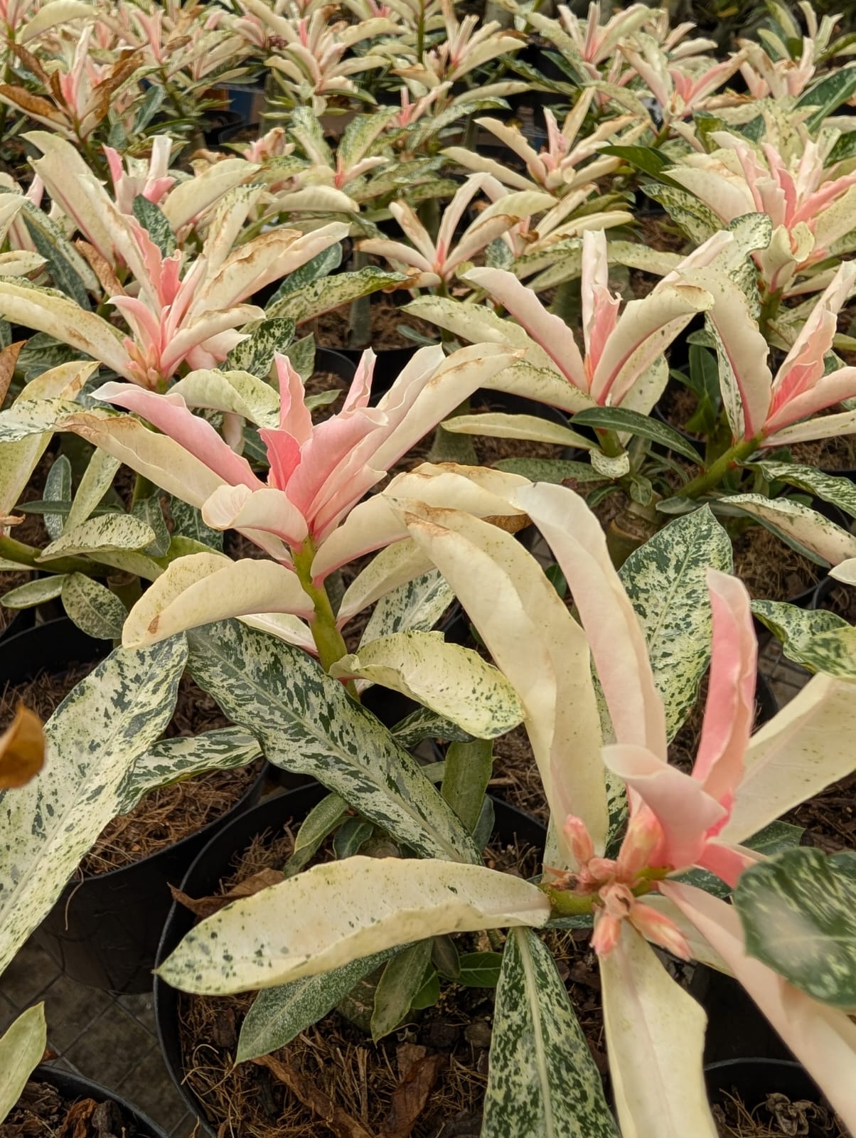 ROSA DO DESERTO VARIEGATA LK 688 - LANÇAMENTO 21/02/2026 - Apolonia Grade