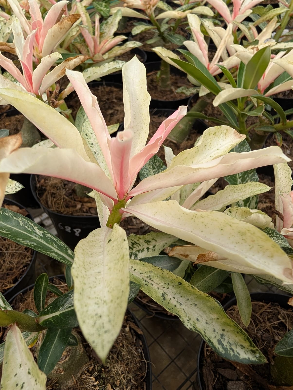 ROSA DO DESERTO VARIEGATA LK 688 - LANÇAMENTO 21/02/2026 - Apolonia Grade