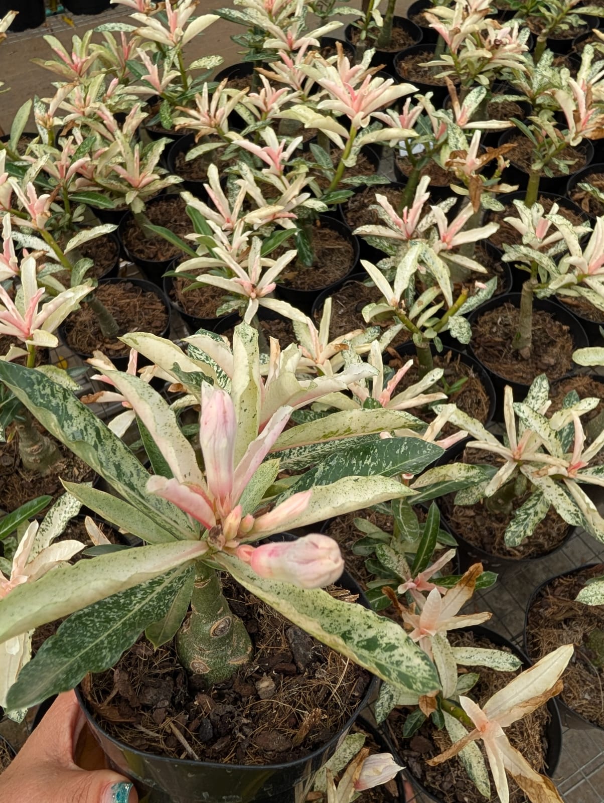 ROSA DO DESERTO VARIEGATA LK 688 - LANÇAMENTO 21/02/2026 - Apolonia Grade