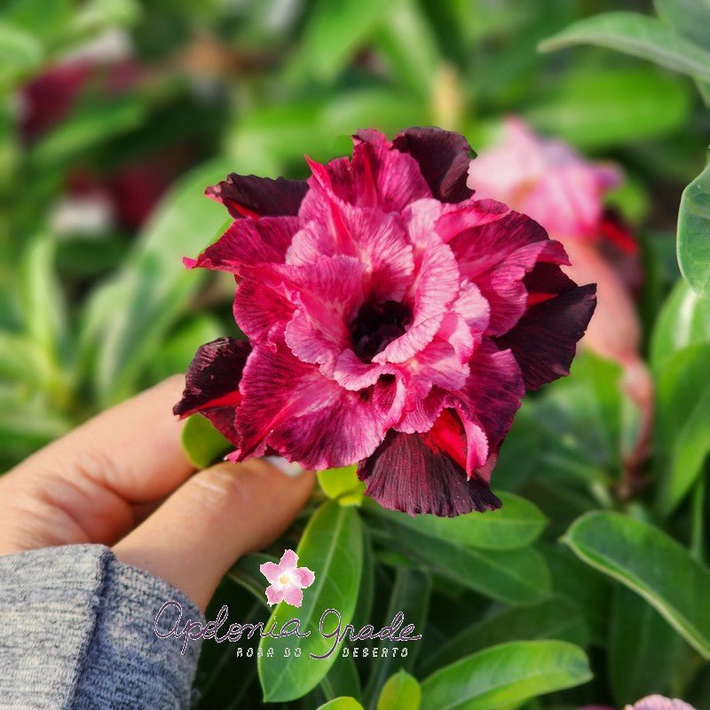 ROSA DO DESERTO VIOLET | MULTIPÉTALAS - Apolonia Grade