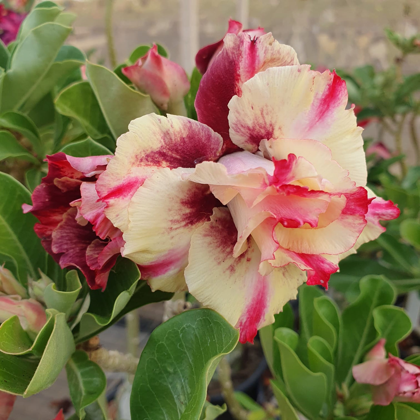 ROSA DO DESERTO VITÓRIA | MULTIPÉTALAS - Apolonia Grade