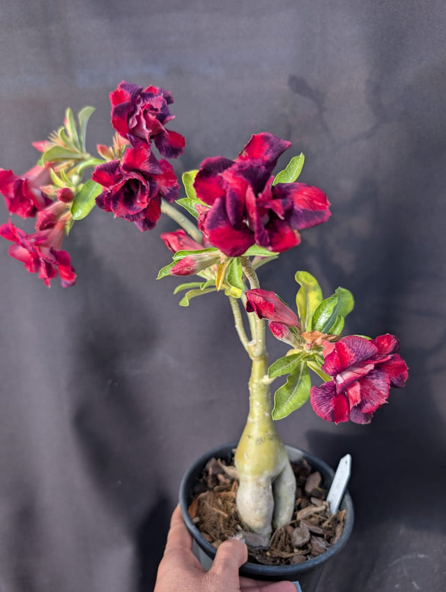 ROSA DO DESERTO VIUVA LARANJA | DOBRADA - Apolonia Grade