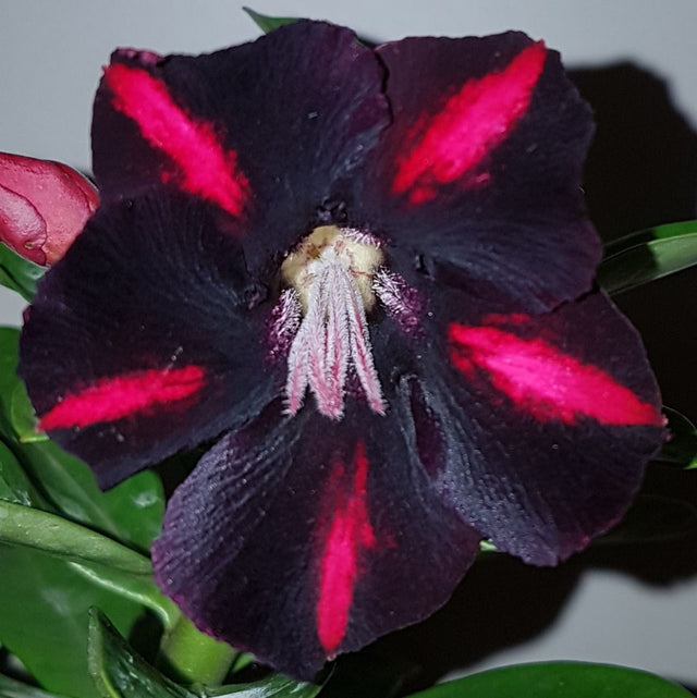 ROSA DO DESERTO VIUVA NEGRA | SINGELA - Apolonia Grade