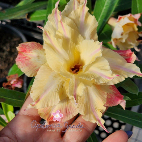 ROSA DO DESERTO WEALTHY | MULTIPÉTALAS - Apolonia Grade