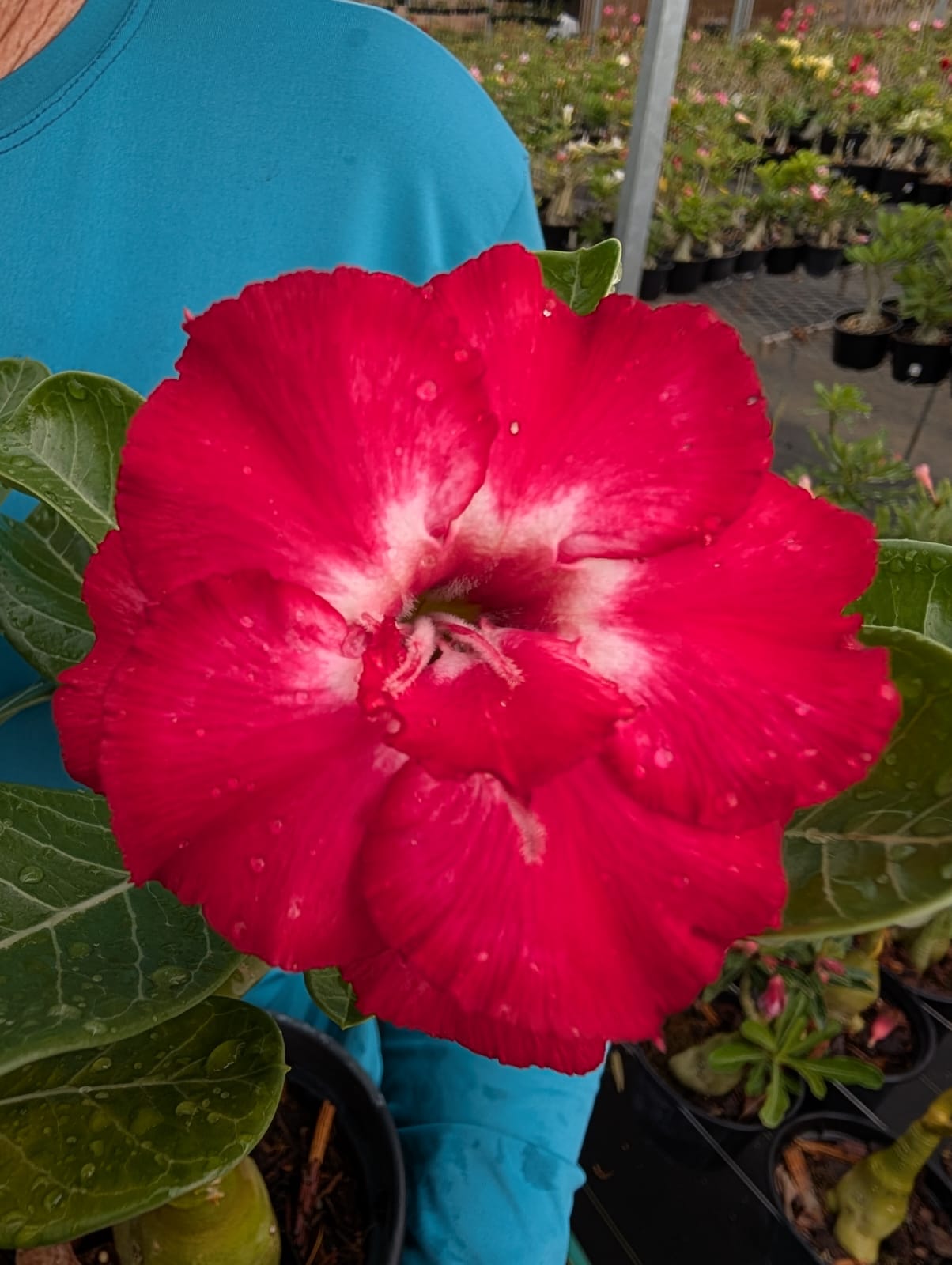 ROSA DO DESERTO YABÁ | MULTIPÉTALAS - Apolonia Grade