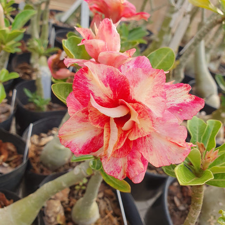 ROSA DO DESERTO YPORANG | MULTIPÉTALAS - Apolonia Grade