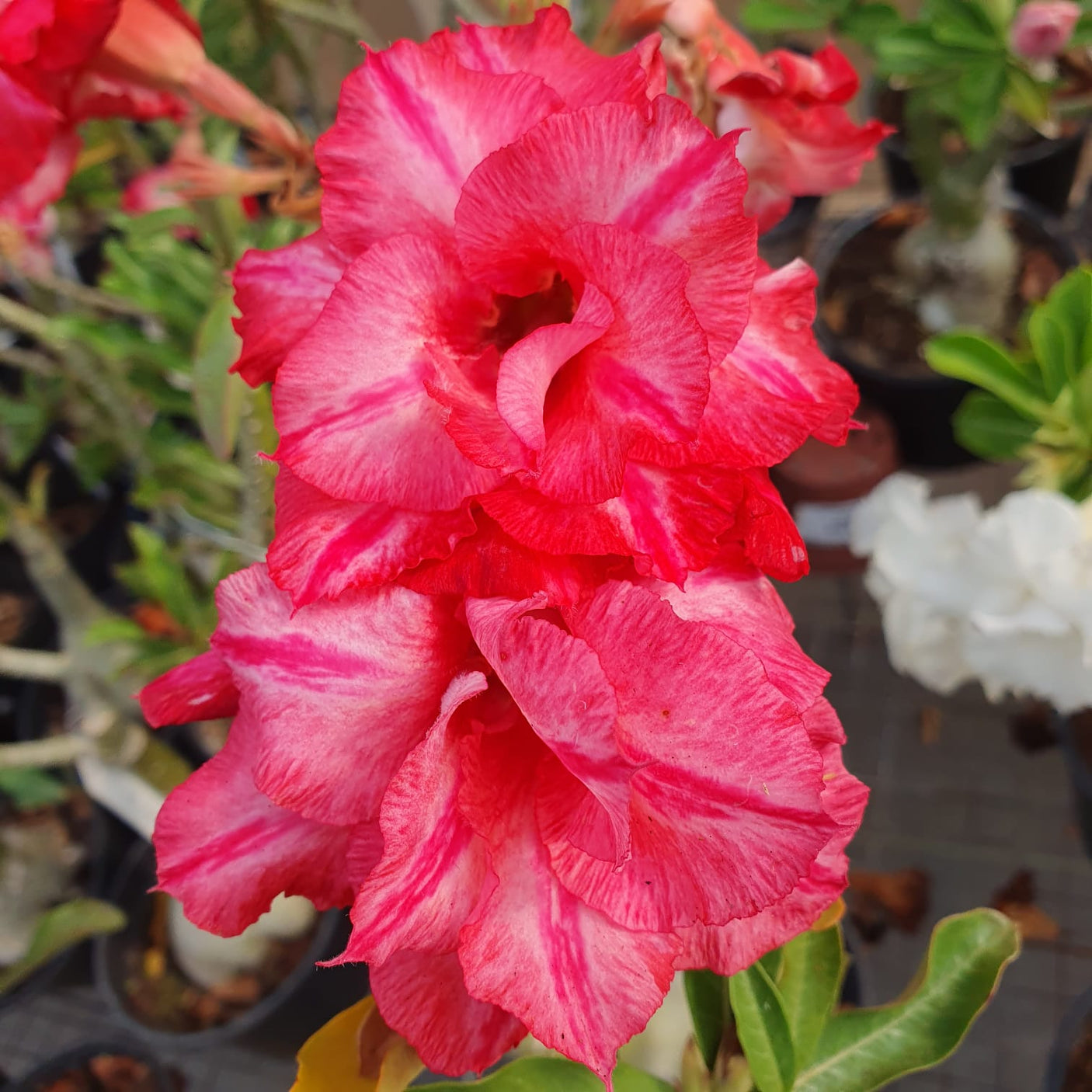 ROSA DO DESERTO ZULU | MULTIPÉTALAS - Apolonia Grade