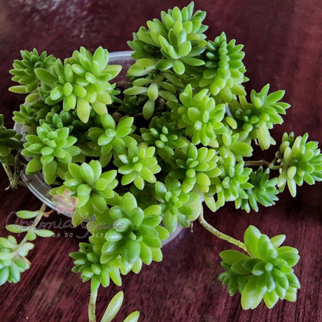SEDUM ACRE - SUCULENTA - Apolonia Grade
