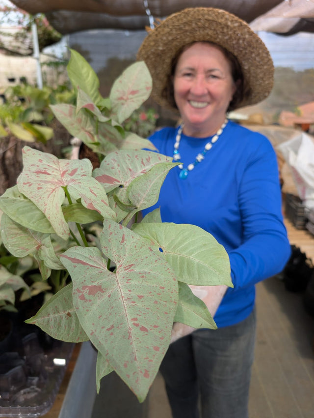 SINGONIO MILK CONFETTI 001 | FOLHAGEM - Apolonia Grade