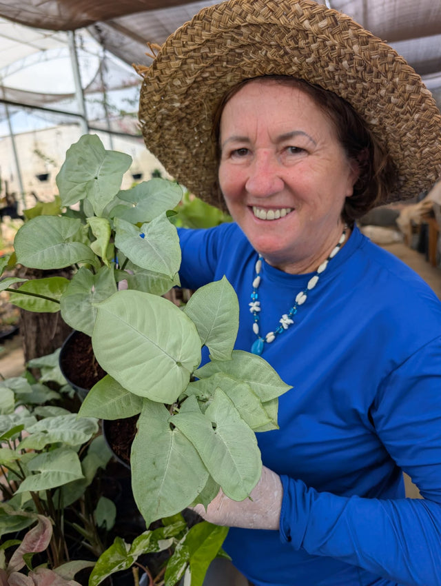 SINGONIO MOONLIGHT 003 | FOLHAGEM - Apolonia Grade