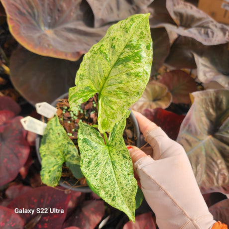 SINGONIO MOTTLED 006 | FOLHAGEM - Apolonia Grade