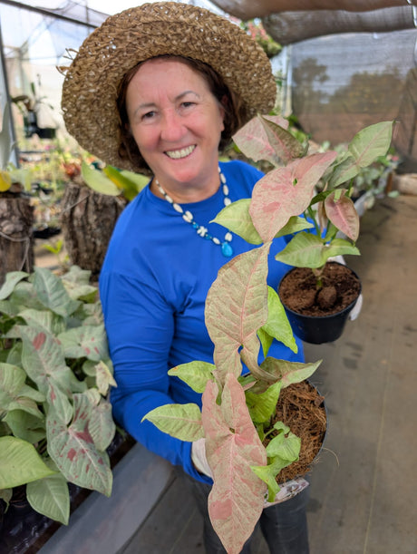 SINGONIO PINK CONFETTI 002 | FOLHAGEM - Apolonia Grade