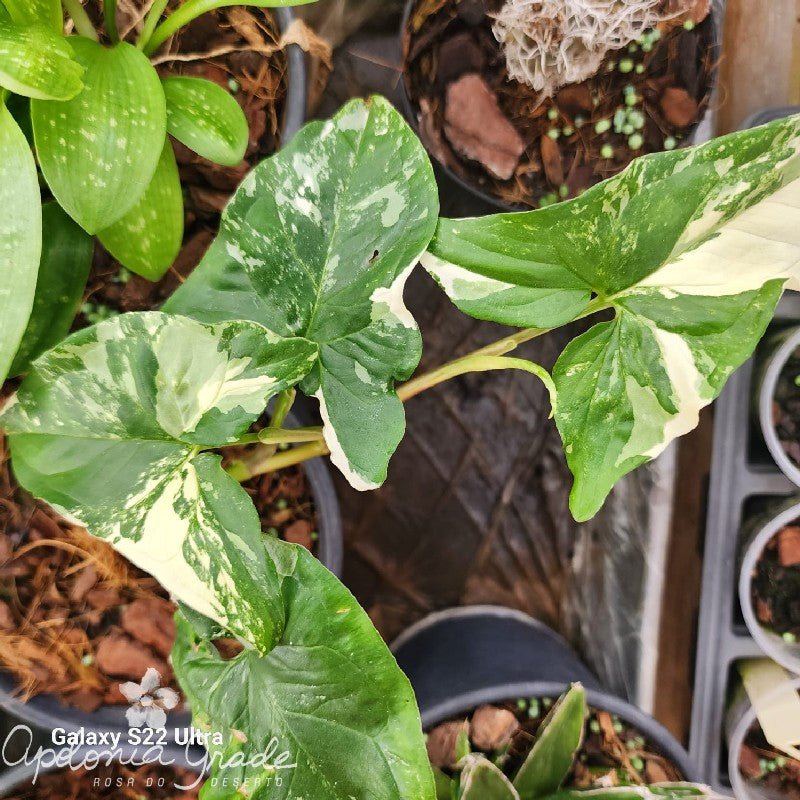 SINGONIO VARIEGATO 005 | FOLHAGEM - Apolonia Grade