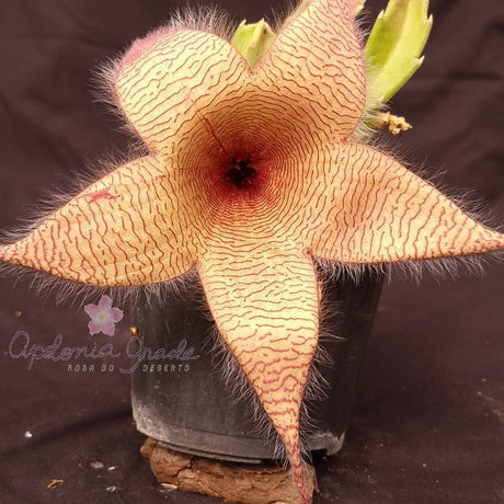 STAPELIA GIGANTEA - CACTO ESTRELA - FEDIDINHA - Apolonia Grade