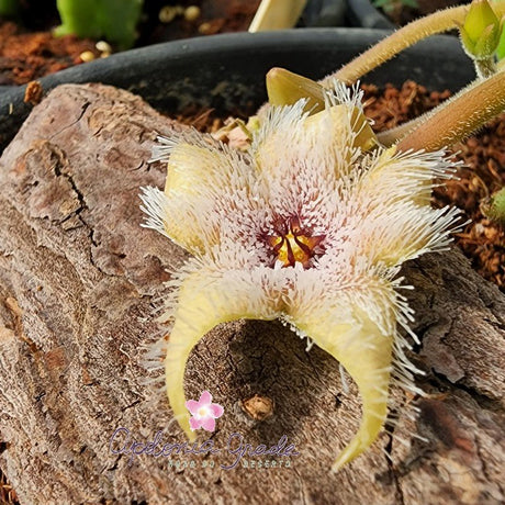 STAPELIA GLANDULIFLORA | CACTO ESTRELA | FEDIDINHA - Apolonia Grade