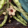 STAPELIANTHUS MADAGASCARIENSIS - CACTO ESTRELA - FEDIDINHA - Apolonia Grade