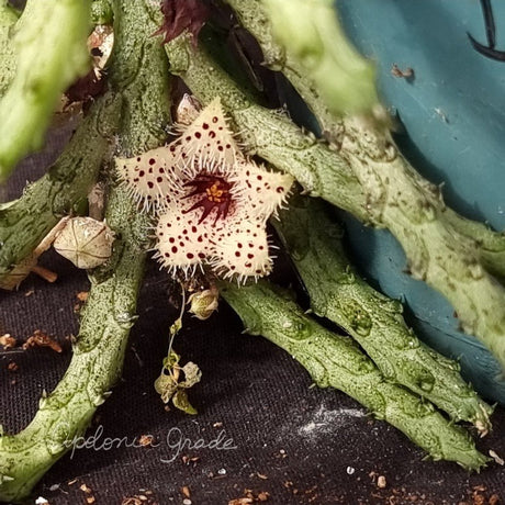 STAPELIANTHUS MADAGASCARIENSIS - CACTO ESTRELA - FEDIDINHA - Apolonia Grade