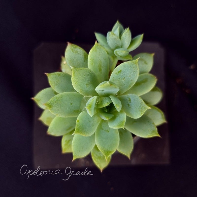 SUCULENTA ECHEVERIA - Apolonia Grade