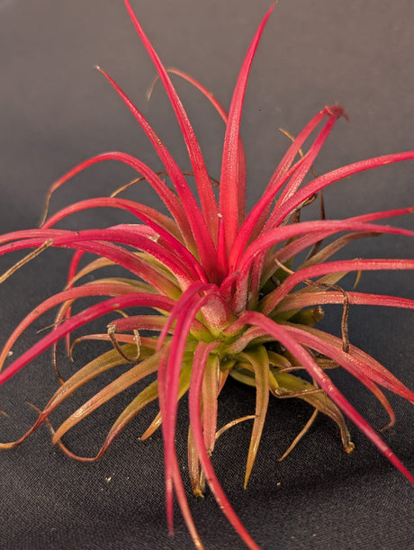 TILLANDISIA IONANTHA | MINI VERMELHA - Apolonia Grade