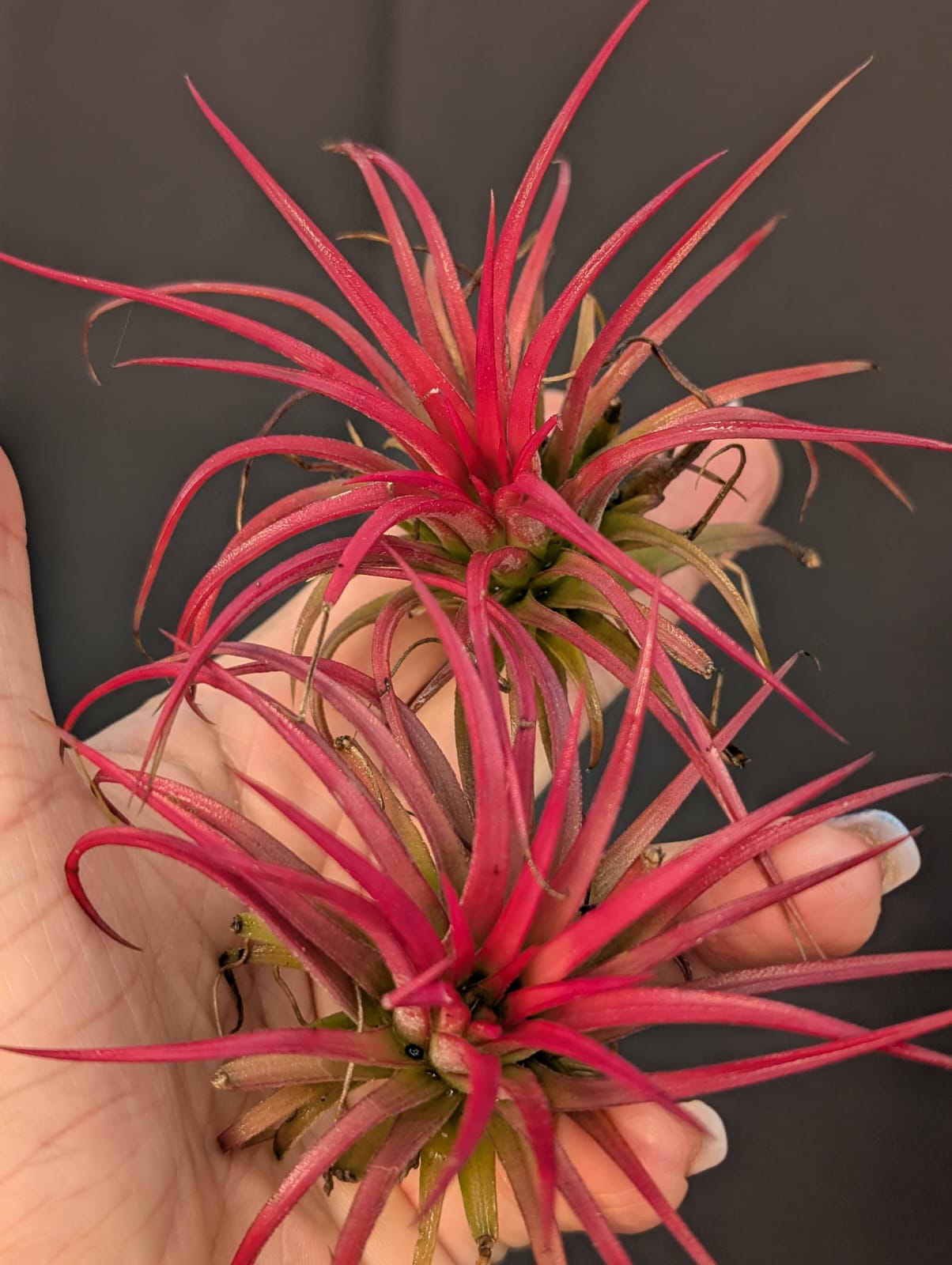 TILLANDISIA IONANTHA | MINI VERMELHA - Apolonia Grade