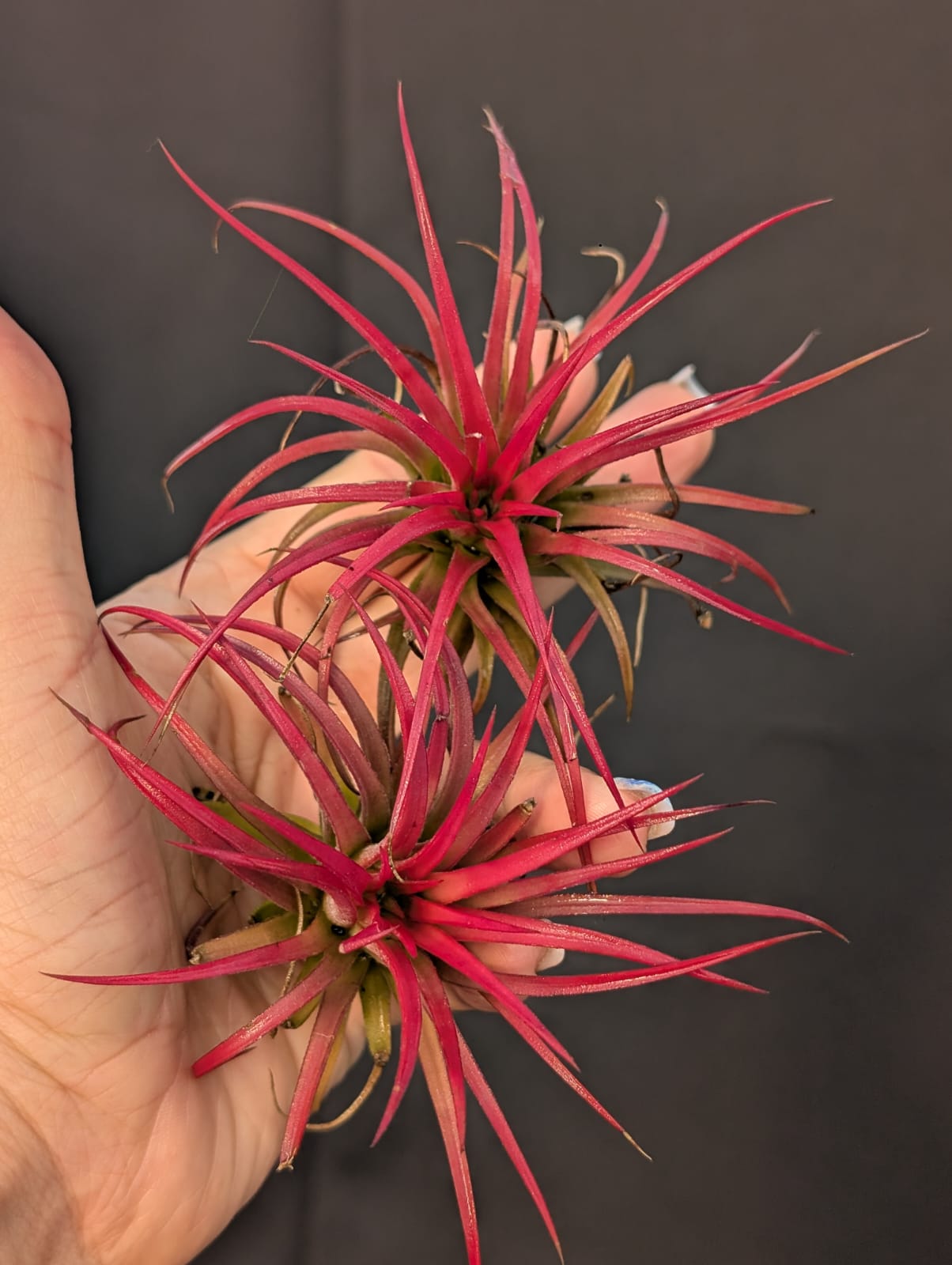 TILLANDISIA IONANTHA | MINI VERMELHA - Apolonia Grade